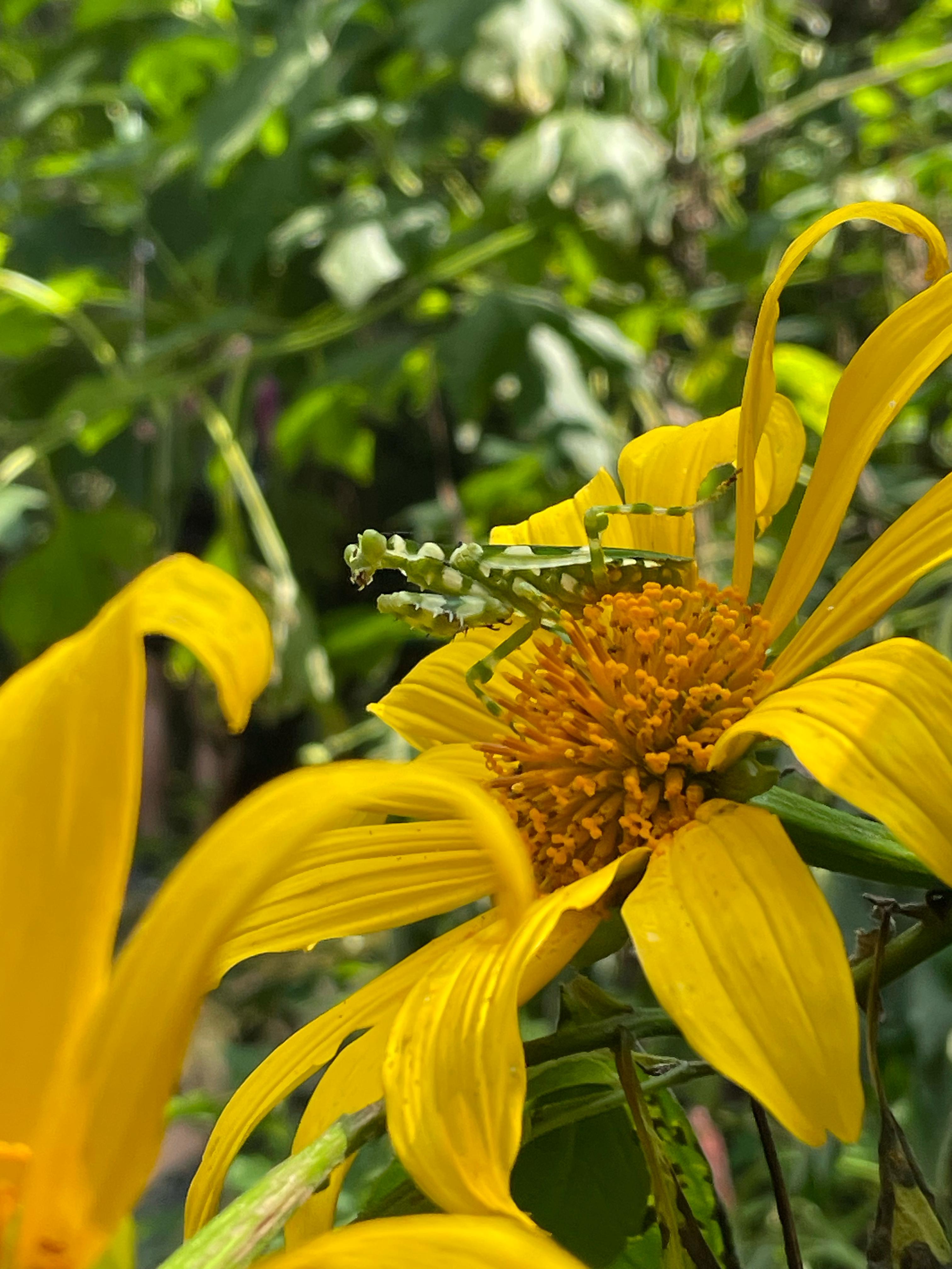 Conservating Rare Flora & Fauna